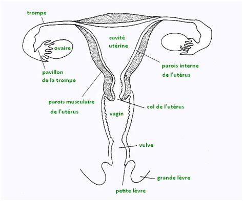 photo méat urinaire femme|Organes génitaux externes